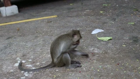 Monkey on the cement road Video stock 101050717