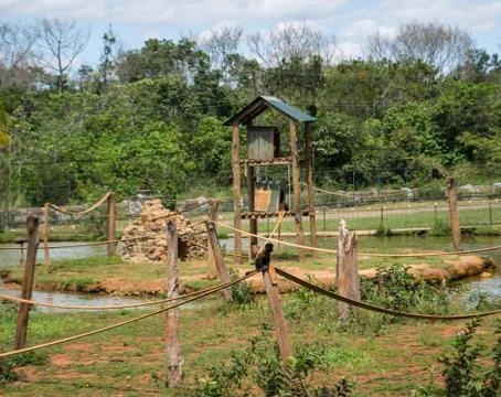 A monkey centered on four ropes and a trunk. Stock Photos