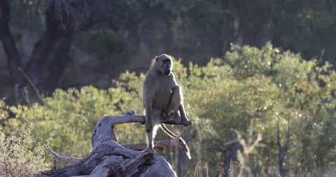 monkey Chacma Baboon, Namibia Africa Stock Video Pond5