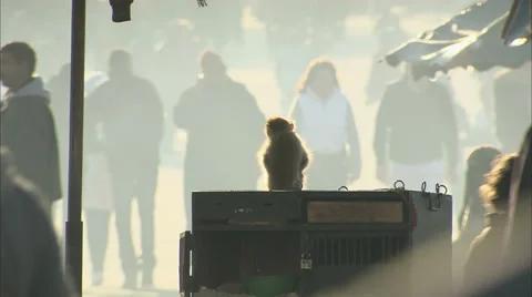 A monkey chained up for tourists in an evocative Marrakech market with haze Vídeos de archivo 38645223