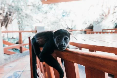 Monkey on a Chair Foto stock
