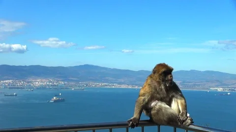 Monkey Changing Position and Grooming on Balcony Stock Footage 92391404