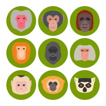 Monkey character animal different breads wild zoo ape chimpanzee vector Stockillustratie