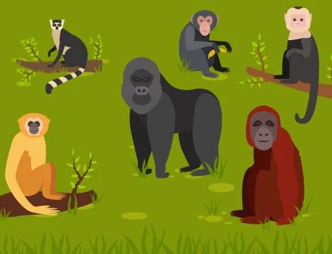 Monkey character animal different breads wild zoo ape chimpanzee vector Stock Illustration