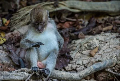Monkey checking his finger nails in sabah borneo Stock Photos