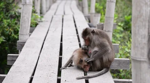 Monkey checking parasite for its mate. Stock Footage 54544502