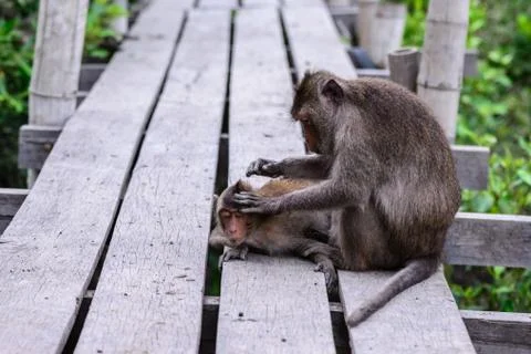 Monkey checking parasite for its mate. Stock Photos