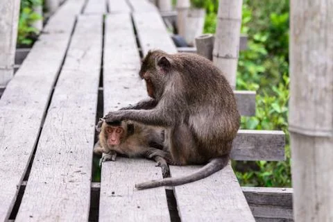 Monkey checking parasite for its mate. Stock Photos