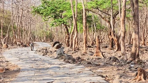 Monkey checking there privet part, Indian forest view Stock Footage 237087856