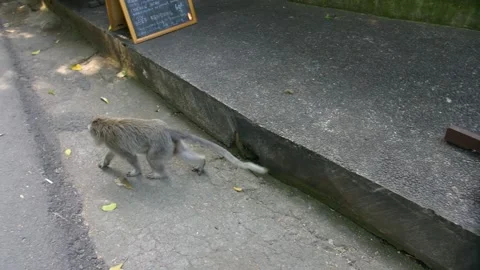 Monkey checks traffice beforehand to walk through a street Stock Footage 143202515