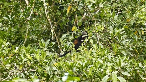 Monkey chewing and disappearing in dense leaf tree Stock Footage 123573277