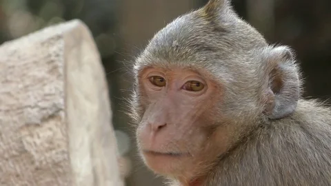 Monkey chewing Stock Footage 83485648