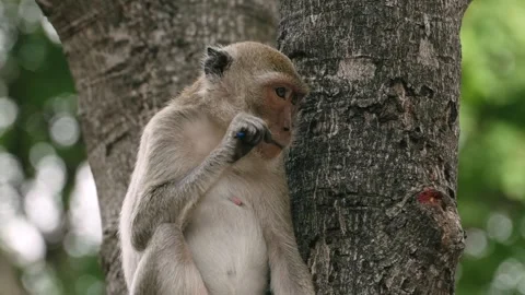 Monkey chewing plastic on tree raises concern for wildlife safety Vídeos de archivo 312917195