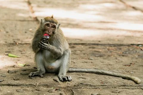 Monkey chewing a red bottle cover, Bali, Indonesia Stock Photos