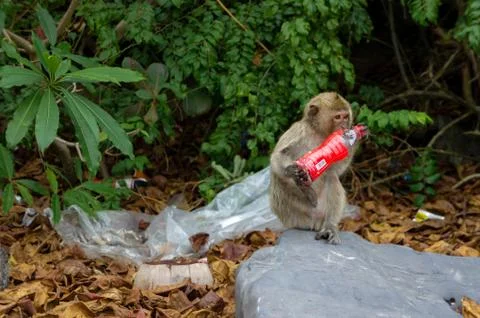 Monkey Chews Plastic Bottle Trash that is Littered on Island in Vietnam Stock Photos