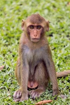 Monkey child on grass field Stock Photos