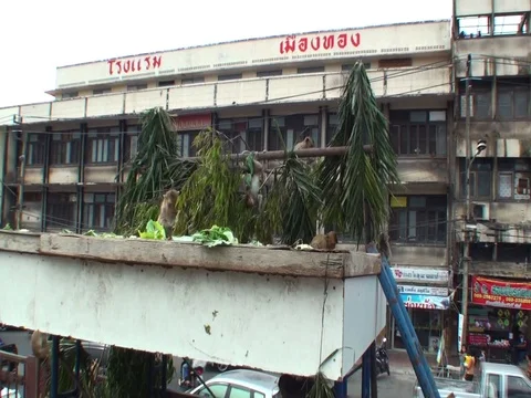 A monkey child jumps on tree branches right in the city center. Thailand Stock Footage 112998939