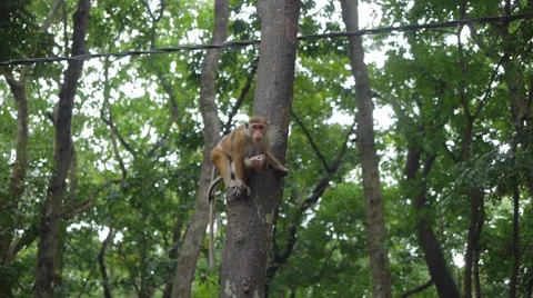 Monkey with child sitting on tree with telephone wire Stock Footage 56552799