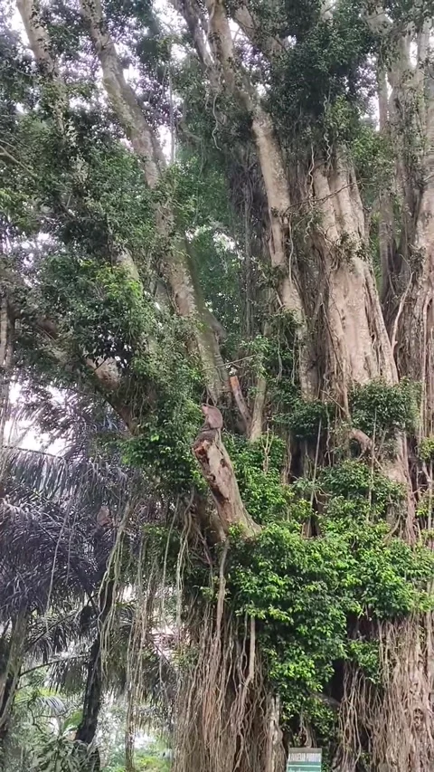 Monkey children playing in the tree Video stock 263156644