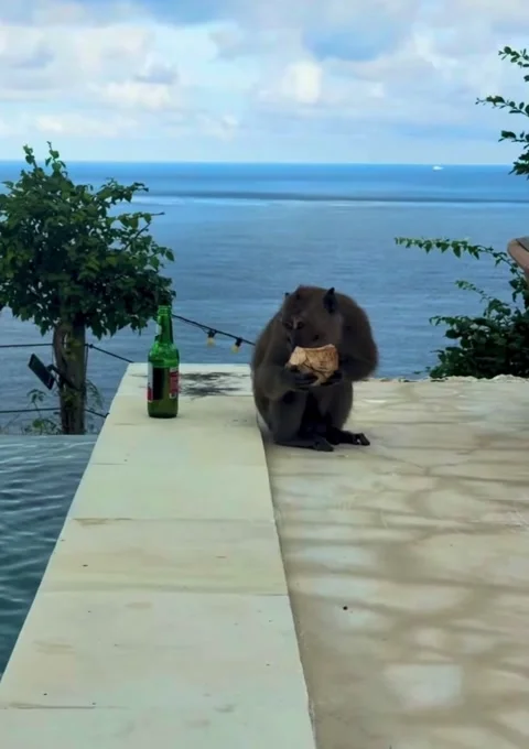 Monkey chilling by the ocean view pool with a cold drink and snack 動画素材 336924768