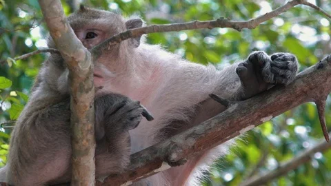 Monkey Chilling in a Tree Contemplating the Meaning of Life Stock Footage 115017833