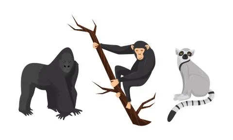 Monkey with Chimpanzee Sitting on Tree Branch Vector Set Stock Illustration
