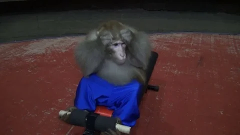 A monkey at the circus doing exercise to strengthen the abdominals during a Stock Footage 75452423