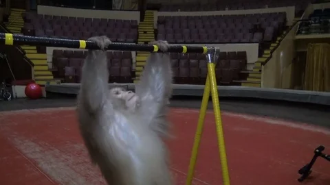 A monkey at the circus pulled on the bar during a rehearsal Stock Footage 75451775