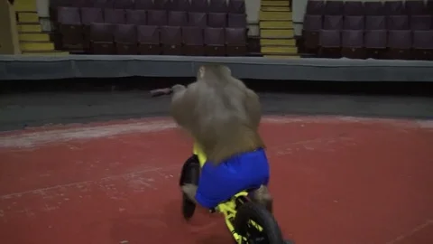 A monkey at the circus, rides a bike during a rehearsal Stock Footage 75451565