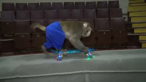 A monkey at the circus, rides a skateboard during a rehearsal Stock Footage 75453154