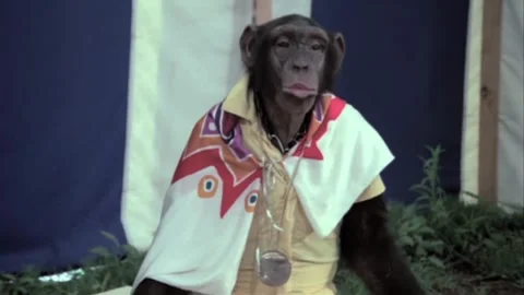 Monkey in circus shaking his head Stock Footage 260257061