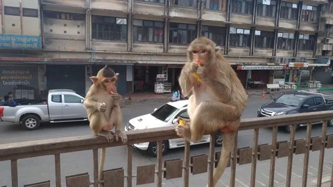 Monkey in the city Stock Footage 100572297