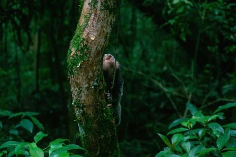 Monkey in the city park Foto stock