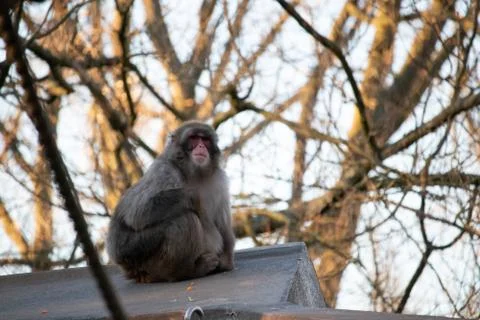 A monkey in the city Stock Photos