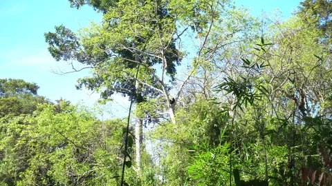 Monkey clam tree in the jungle 動画素材 91158953