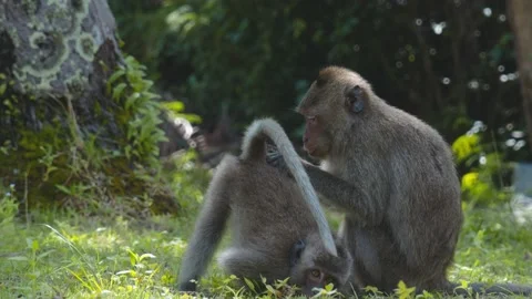 Monkey cleaning a body of another monkey Stock Footage 232907296