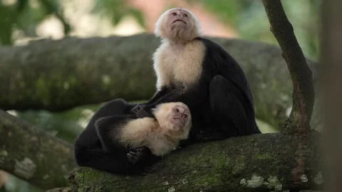 Monkey cleaning fur coat. Wild White-headed Capuchin, Cebus capucinus, black mon Stock Footage 296652062