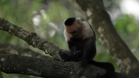 Monkey cleaning fur coat. Wild White-headed Capuchin, Cebus capucinus, black mon Stock Footage 296652070