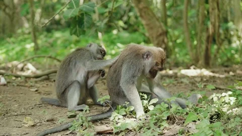 Monkey cleaning partner medium shot in t... | Stock Video | Pond5