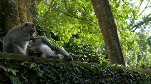 Monkey cleans care 库存影片 50876378