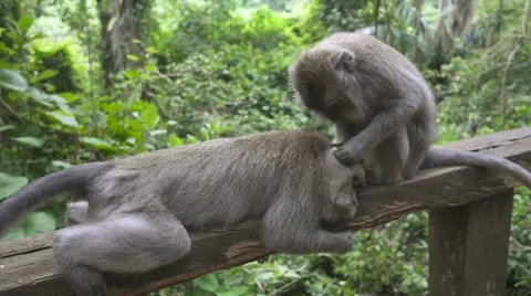 Monkey Cleans Ears to His Lying Friend in the Forest. Slow Motion Stock Footage 67252994