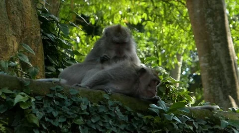 Monkey cleans 库存影片 50877519