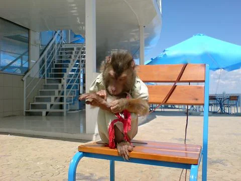 Monkey cleans its paws Photos