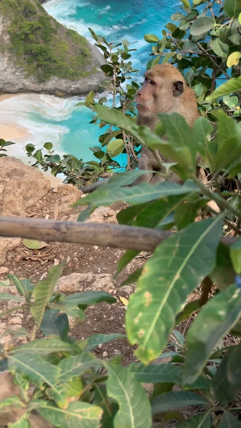 Monkey on cliff ledge Nusa Penida Bali Stock Footage 165065092