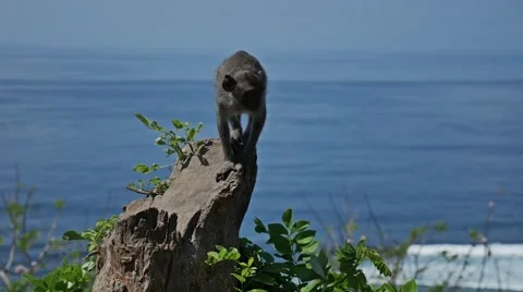 Monkey on a Cliff Tree slow motion Stock Footage 58249348