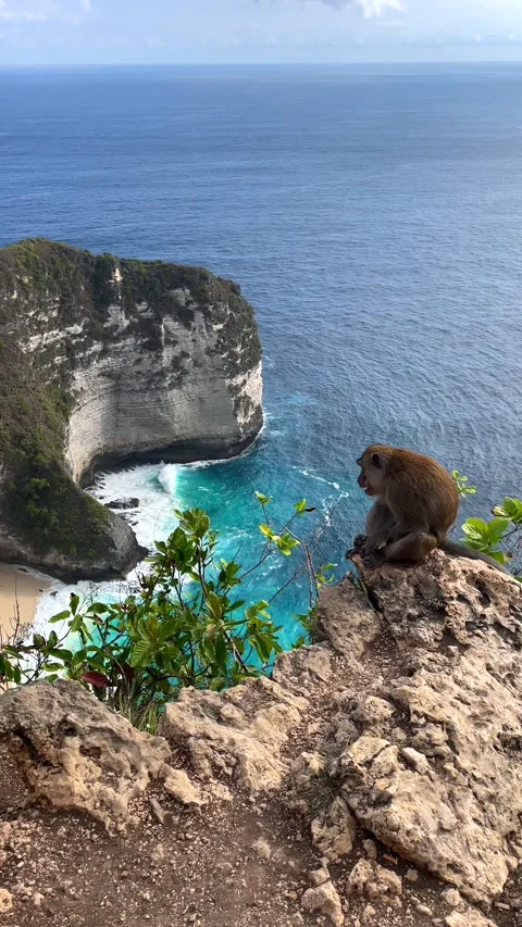Monkey on a cliff with a view of Kelingking Beach, Nusa Penida, Bali, Indonesia Vídeos de archivo 307310723