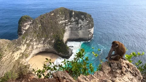Monkey on a cliff with a view of Kelingking Beach, Nusa Penida, Bali, Indonesia Video stock 340171601