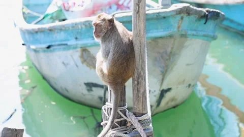 Monkey Climbing on Boat Mast 库存影片 277325455