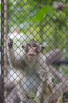 Monkey climbing in the cage Foto stock