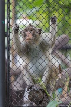Monkey climbing in the cage Stock Photos